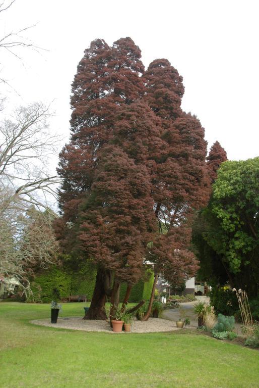 Graceburn Gardens Bed and Breakfast Healesville Exterior foto